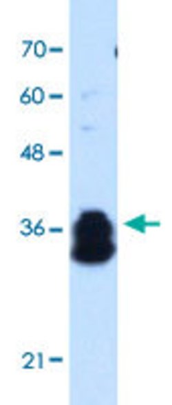 FAM134B Rabbit anti-Human, Polyclonal, Abnova 100uL:Antibodies, Polyclonal