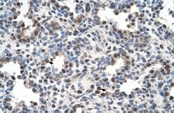 FAM134B Rabbit anti-Human, Polyclonal, Abnova 100uL:Antibodies, Polyclonal