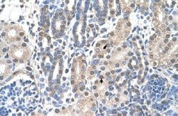 FAM174B Rabbit anti-Human, Polyclonal, Abnova 100uL:Antibodies, Polyclonal