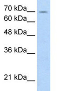 FBXL5 Rabbit anti-Human, Polyclonal, Abnova 100 &mu;L | Buy Online | Abnova | Fisher Scientific