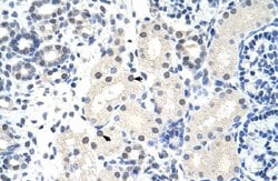 FOXG1 Rabbit anti-Human, Polyclonal, Abnova 100uL:Antibodies, Polyclonal