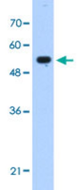 IFIT3 Rabbit anti-Human, Polyclonal, Abnova 100uL:Antibodies, Polyclonal