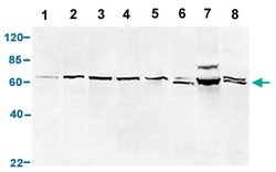 P4HB Rabbit anti-Human, Mouse, Rat, Polyclonal, Abnova 40ug:Antibodies,