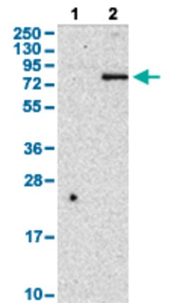 CD248 Rabbit anti-Human, Polyclonal, Abnova 100 &mu;L | Buy Online | Abnova Corporation | Fisher Scientific