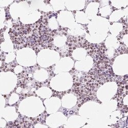 VPREB1 Rabbit anti-Human, Polyclonal, Abnova 100uL:Antibodies, Polyclonal