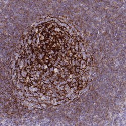 CR2 Rabbit anti-Human, Polyclonal, Abnova 100uL:Antibodies, Polyclonal