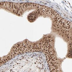 FAM227A Rabbit anti-Human, Polyclonal, Abnova 100uL:Antibodies, Polyclonal