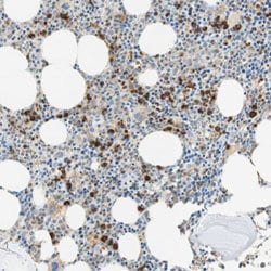 CD63 Rabbit anti-Human, Polyclonal, Abnova 100uL:Antibodies, Polyclonal