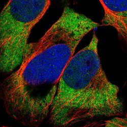 OTUD5 Rabbit anti-Human, Polyclonal, Abnova 100uL:Antibodies, Polyclonal