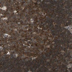 NFKBIE Rabbit anti-Human, Polyclonal, Abnova 100 &mu;L | Buy Online | Abnova | Fisher Scientific