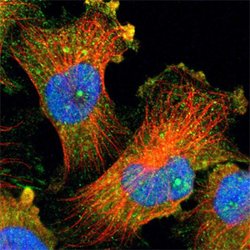 NFKBIE Rabbit anti-Human, Polyclonal, Abnova 100 &mu;L | Buy Online | Abnova | Fisher Scientific