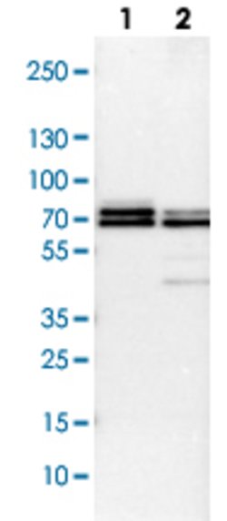 TRAF6 Rabbit anti-Human, Mouse, Rat, Polyclonal, Abnova 100uL:Antibodies,