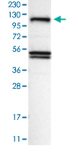 NFKB1 Rabbit anti-Human, Polyclonal, Abnova 100uL:Antibodies, Polyclonal