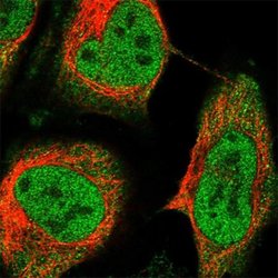 RELB Rabbit anti-Human, Polyclonal, Abnova 100uL:Antibodies, Polyclonal