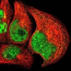 ICAM5 Rabbit anti-Human, Polyclonal, Abnova 100uL:Antibodies, Polyclonal