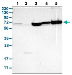 SHOC2 Rabbit anti-Human, Mouse, Rat, Polyclonal, Abnova 100uL:Antibodies,