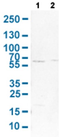 SHOC2 Rabbit anti-Human, Mouse, Rat, Polyclonal, Abnova 100uL:Antibodies,