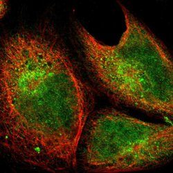 SHOC2 Rabbit anti-Human, Mouse, Rat, Polyclonal, Abnova 100uL:Antibodies,