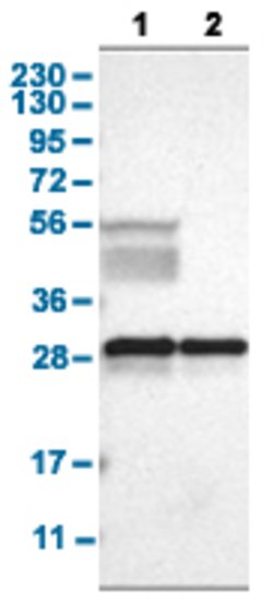 YWHAB Rabbit anti-Human, Mouse, Rat, Polyclonal, Abnova 100uL:Antibodies,
