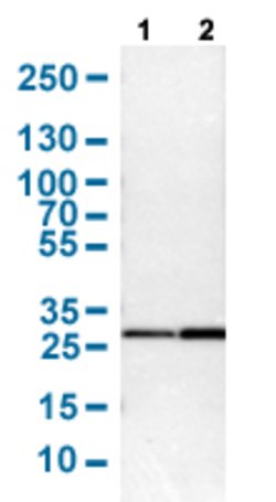 YWHAB Rabbit anti-Human, Mouse, Rat, Polyclonal, Abnova 100uL:Antibodies,