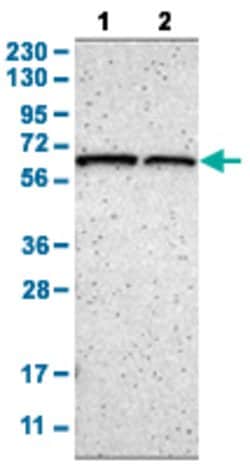 SENP1 Rabbit anti-Human, Mouse, Rat, Polyclonal, Abnova 100uL:Antibodies,