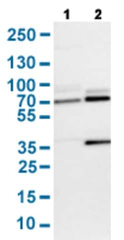 SENP1 Rabbit anti-Human, Mouse, Rat, Polyclonal, Abnova 100uL:Antibodies,