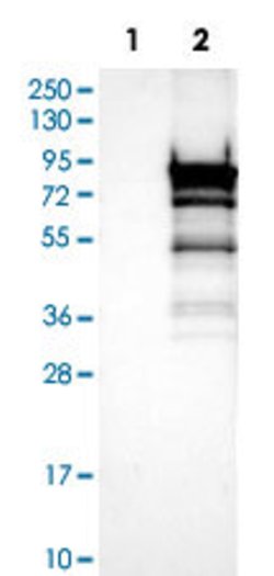 PRKCD Rabbit anti-Human, Polyclonal, Abnova 100uL:Antibodies, Polyclonal