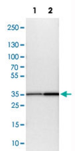 ATP6AP2 Rabbit anti-Human, Mouse, Rat, Polyclonal, Abnova 100 &mu;L | Buy Online | Abnova Corporation | Fisher Scientific