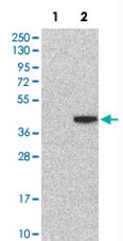 ATP6AP2 Rabbit anti-Human, Mouse, Rat, Polyclonal, Abnova 100 &mu;L | Buy Online | Abnova Corporation | Fisher Scientific