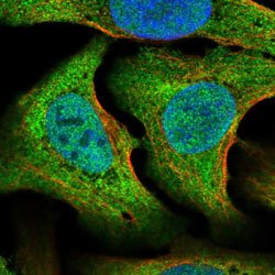 STRN3 Rabbit anti-Human, Polyclonal, Abnova 100uL:Antibodies, Polyclonal