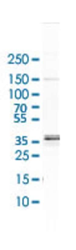 RRAGB Rabbit anti-Human, Polyclonal, Abnova 100uL:Antibodies, Polyclonal