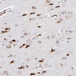 RRAGB Rabbit anti-Human, Polyclonal, Abnova 100uL:Antibodies, Polyclonal