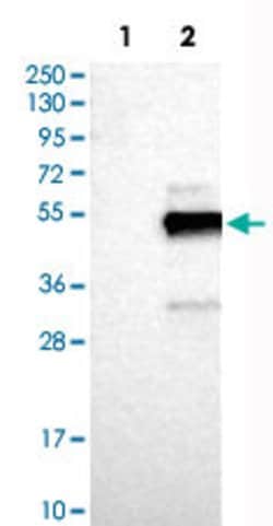 FAIM3 Rabbit anti-Human, Polyclonal, Abnova 100uL:Antibodies, Polyclonal