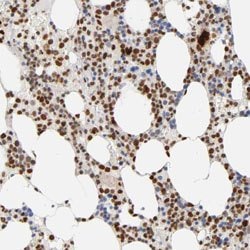 RUNX1 Rabbit anti-Human, Polyclonal, Abnova 100uL:Antibodies, Polyclonal