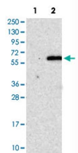 RUNX1 Rabbit anti-Human, Polyclonal, Abnova 100uL:Antibodies, Polyclonal