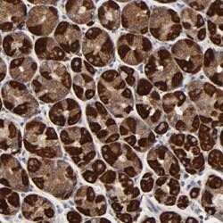 COX6B1 Rabbit anti-Human, Mouse, Rat, Polyclonal, Abnova 100uL:Antibodies,