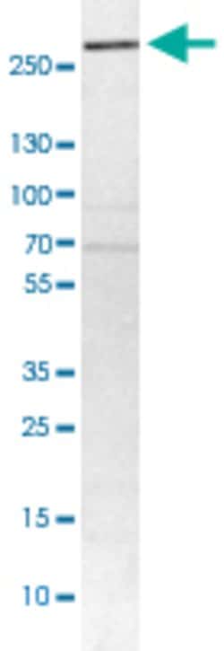 NCOA6 Rabbit anti-Human, Polyclonal, Abnova 100uL:Antibodies, Polyclonal