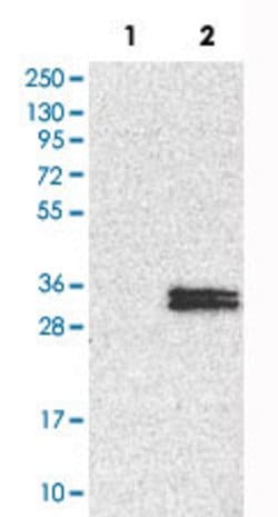 Abnova Corporation&nbsp;NDUFS3 Rabbit anti-Human, Polyclonal, Abnova&trade;