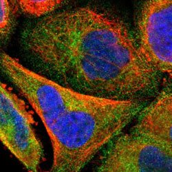 STRN3 Rabbit anti-Human, Polyclonal, Abnova 100uL:Antibodies, Polyclonal