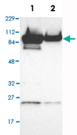 AKAP8 Rabbit anti-Human, Polyclonal, Abnova 100uL:Antibodies, Polyclonal