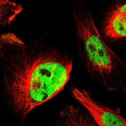 AKAP8 Rabbit anti-Human, Polyclonal, Abnova 100uL:Antibodies, Polyclonal