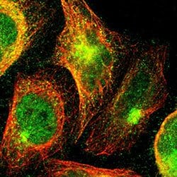 ARID3A Rabbit anti-Human, Polyclonal, Abnova 100 &mu;L | Buy Online | Abnova | Fisher Scientific