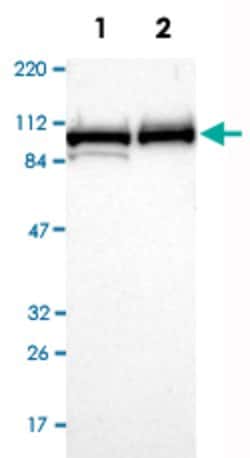 MCM4 Rabbit anti-Human, Polyclonal, Abnova 100uL:Antibodies, Polyclonal