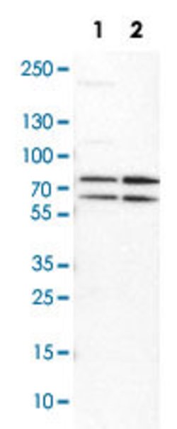 PRMT5 Rabbit anti-Human, Mouse, Rat, Polyclonal, Abnova 100uL:Antibodies,