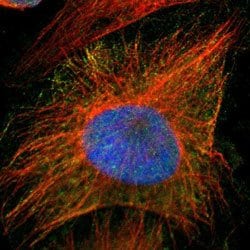PRMT5 Rabbit anti-Human, Mouse, Rat, Polyclonal, Abnova 100uL:Antibodies,