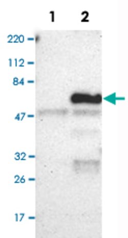 OCLN Rabbit anti-Human, Polyclonal, Abnova 100 &mu;L | Buy Online | Abnova Corporation | Fisher Scientific