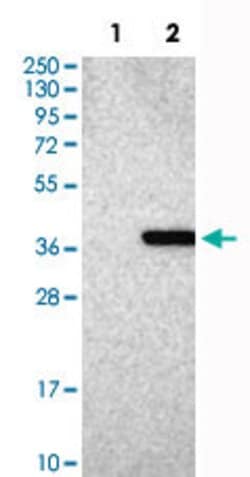 MED4 Rabbit anti-Human, Polyclonal, Abnova 100uL:Antibodies, Polyclonal