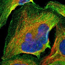 UBQLN2 Rabbit anti-Human, Polyclonal, Abnova 100uL:Antibodies, Polyclonal