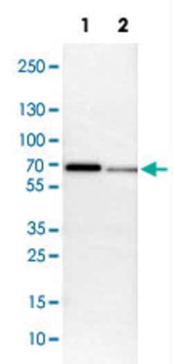 MEF2D Rabbit anti-Human, Mouse, Rat, Polyclonal, Abnova 100uL:Antibodies,