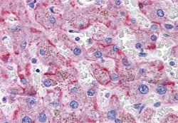 SORBS1 Goat, Polyclonal Antibody, Abnova 100 &mu;g | Buy Online | Abnova Corporation | Fisher Scientific